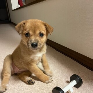 佐呂間多頭１００匹保護