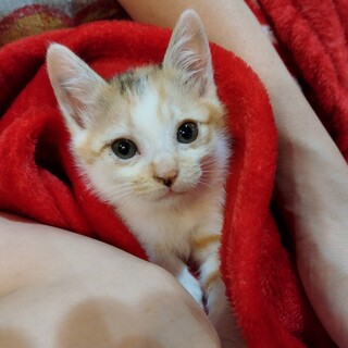 背中に２つの柄を持つ女の子「モツちゃん」