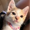 背中に２つの柄を持つ女の子「モツちゃん」 サムネイル3