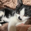 懐っこい子猫ちゃんです