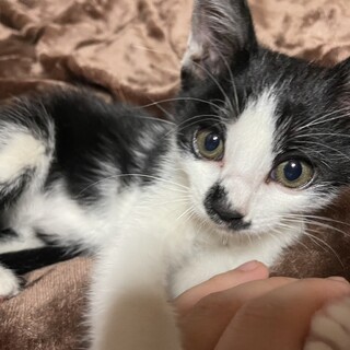懐っこい子猫ちゃんです