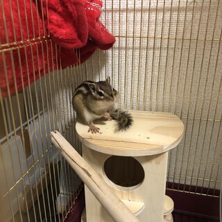 生後約1歳のシマリスです