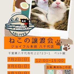 ねこの譲渡会 サムネイル1