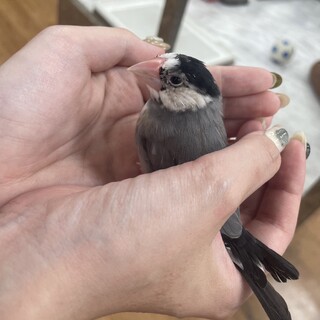 動物を大切にしてくださる方にお譲りします