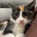 まんまるお目目のミケちゃん