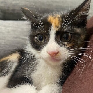 まんまるお目目のミケちゃん