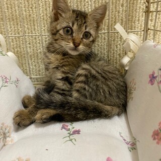 おとなしくて甘えん坊のミミちゃん