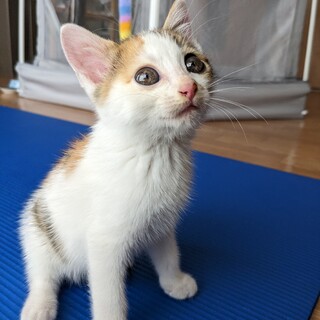 人懐っこく甘えん坊の女の子です！