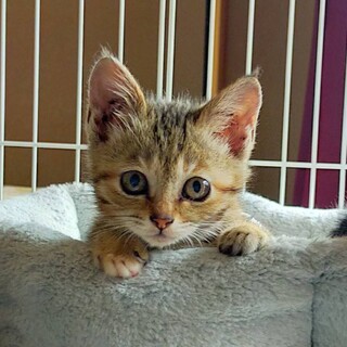 丸顔のとても小柄な、麦わら茶キジすいちゃん♀