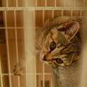 【里親決定】他にも里親募集中です