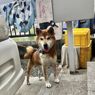 推定5〜6歳の柴犬里親緊急募集