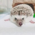 ヨツユビハリネズミ 女の子