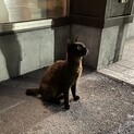 近所に捨てられた子猫茶黒