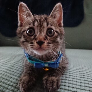 生後２ヶ月キジトラ君