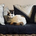 綺麗な柄の三毛猫□めちゃくちゃ人懐っこい□