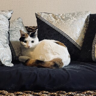 綺麗な柄の三毛猫□めちゃくちゃ人懐っこい□