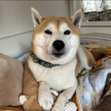 早くこまめに連絡取れる方　柴犬やまとくん里親募集！