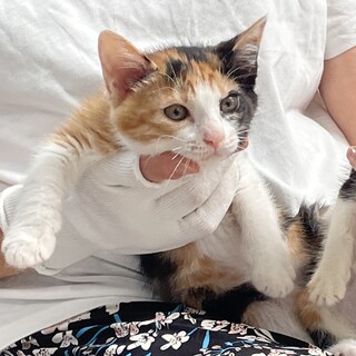 茶白&三毛2ヶ月