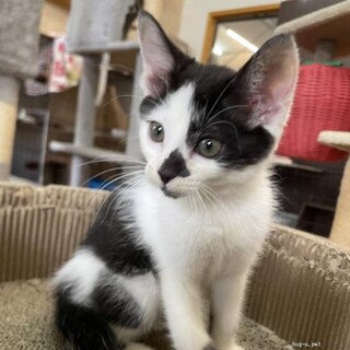 チームS　こあらちゃん