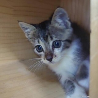 チームS　つよしくん