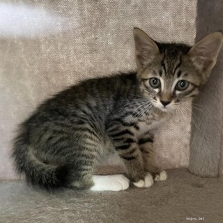 チームフルーツ　キウイくん