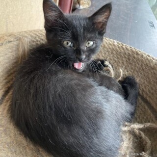 チームフルーツ　ももちゃん