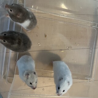 長毛ハムスターの女の子 4姉妹