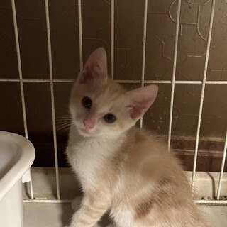 茶白のマロンくん