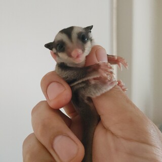 フクロモモンガ♂ 性格はまだ不明