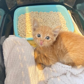 大人しい男の子♪茶トラの子猫ちゃん