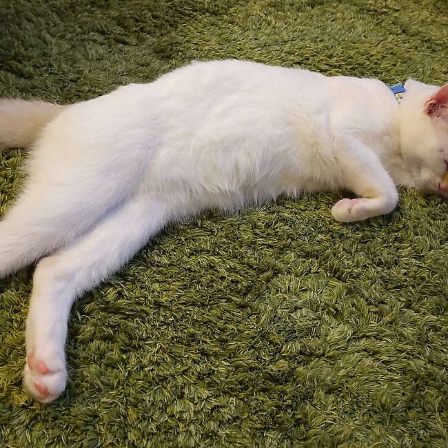 お藤2022のカバー写真