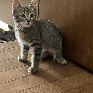 キジの子猫　シャーちゃん