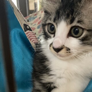 長毛の子猫　フーちゃん