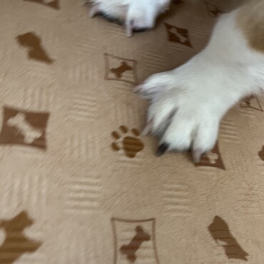 爪が1本だけ黒いのが特徴