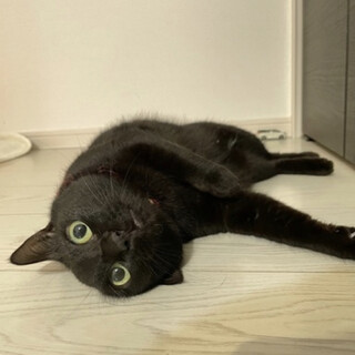 3歳女の子　くろねこ