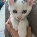 子猫里親募集