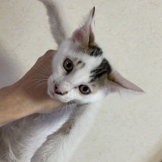 希少　白三毛♂　オレンジ色が濃くなってきて三毛色に