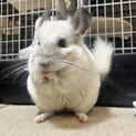 チンチラパイド　メス　3歳