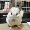 チンチラパイド　メス　3歳 サムネイル2