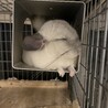 チンチラパイド　メス　3歳 サムネイル3