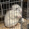 チンチラパイド　メス　3歳 サムネイル4