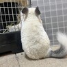 チンチラパイド　メス　3歳 サムネイル5