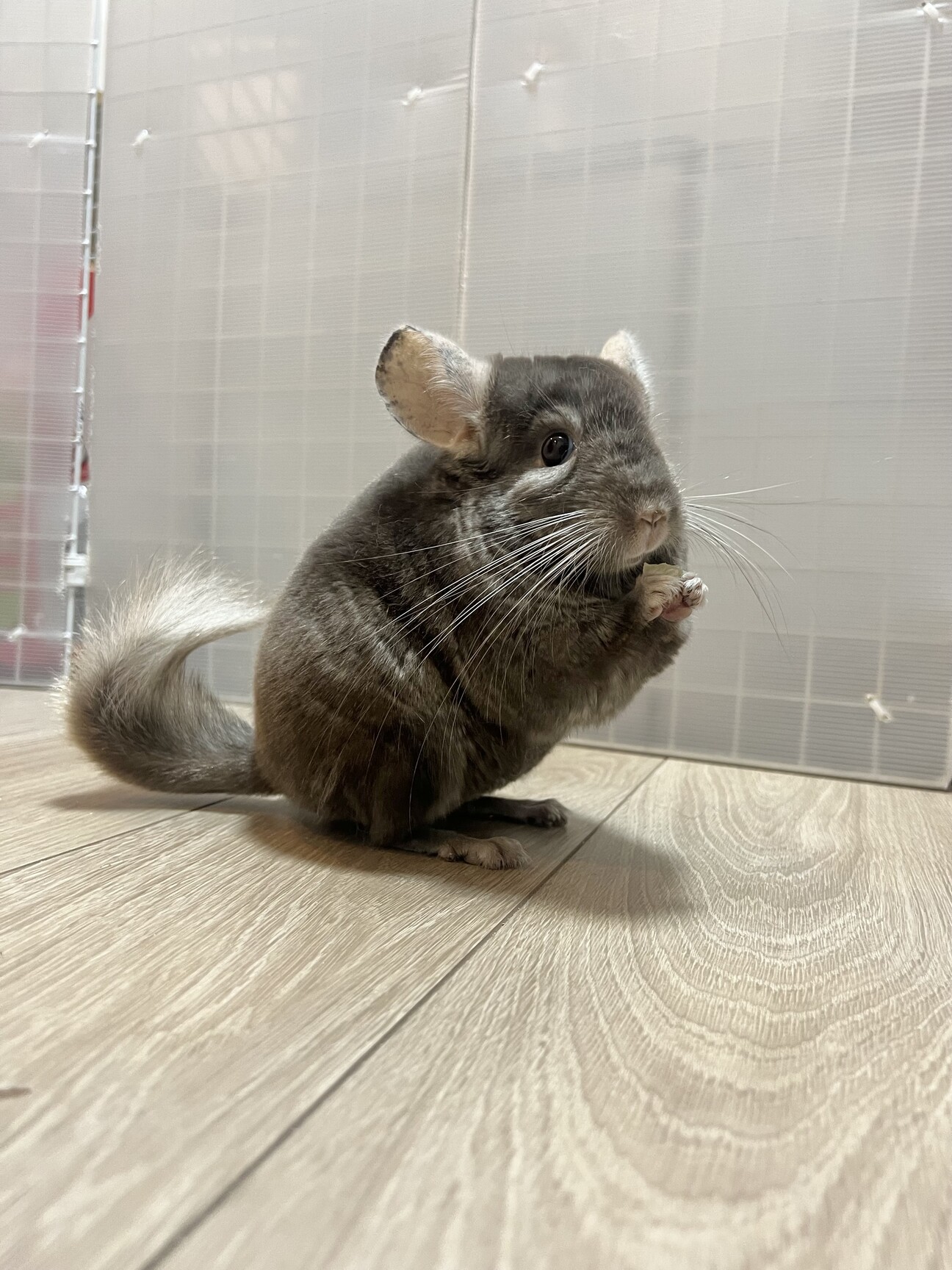 チンチラ ブラウンエボニ」愛知県 - 小動物の里親募集(460879) 1枚