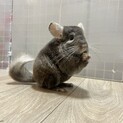 チンチラ ブラウンエボニー オス 3歳