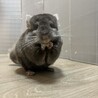 チンチラ ブラウンエボニー オス 3歳 サムネイル2
