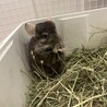 チンチラ ブラウンエボニー オス 3歳 サムネイル3