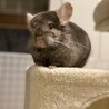 チンチラ ブラウンエボニー オス 3歳 サムネイル4