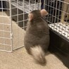 チンチラ ブラウンエボニー オス 3歳 サムネイル5