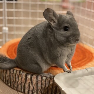 チンチラ バイオレットエボニー メス 2歳