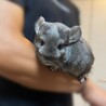 チンチラ バイオレットエボニー メス 2歳 サムネイル2
